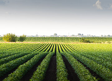 Regolamento fertilizzanti